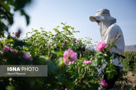 به دنبال دستیابی به حلقه نهایی زنجیره ارزش گل محمدی هستیم