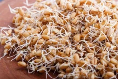 چاقی پودر جوانه گندم با آب برای چاقی صورت