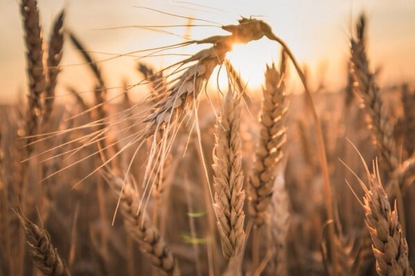 مطالبات گندم‌کاران لرستانی تا پایان شهریور پرداخت می‌شود - خبرگزاری زندگی نیوز | اخبار ایران و جهان