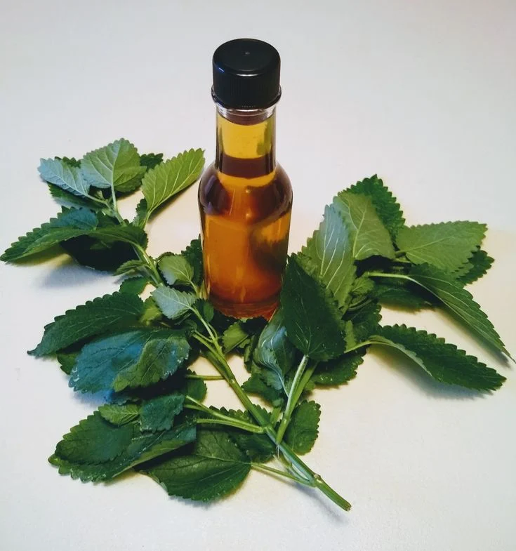 آشپزی استفاده از اسانس نعناع در آشپزی و نوشیدنی ها؛ چگونه طعم تازگی را به غذای خود بیفزاییم؟
