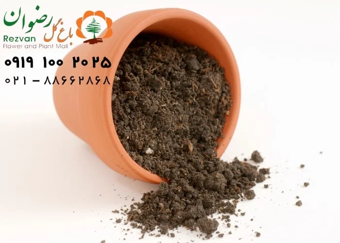 تغذیه تغذیه و کود دادن به گیاهان خانگی چگونه است؟